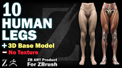 10 ZB ART Human Legs (3D Base Model)