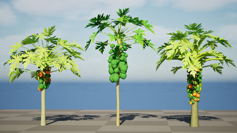 Papaya Tree 3D Model