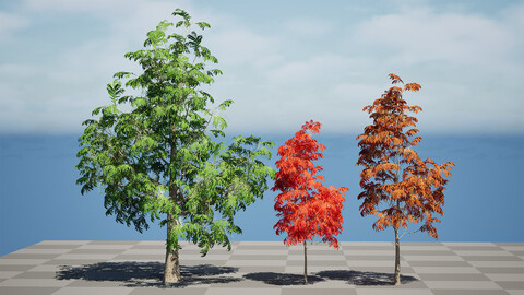 Sourwood or Sorrel Tree Small species