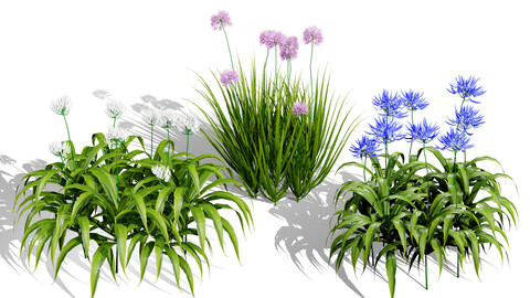 Flander Agapanthus Flowering Plants