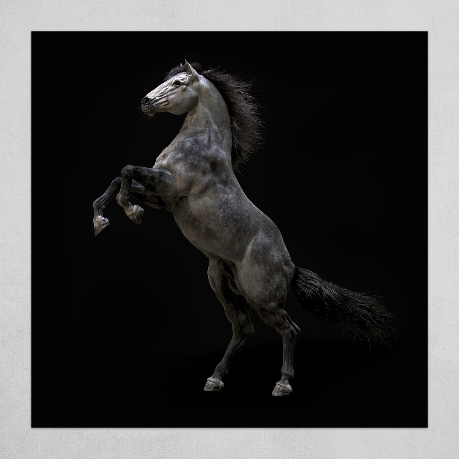 Dapple Grey Horse Art for Sale - Pixels Merch