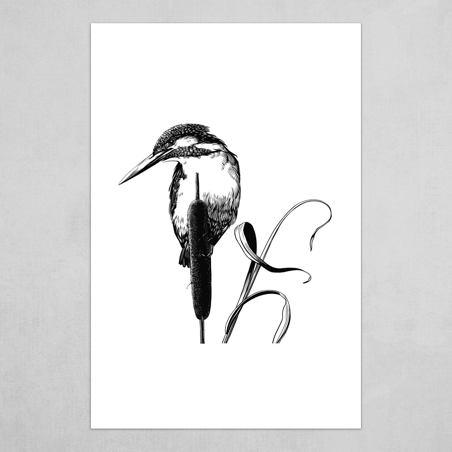 Belted Kingfisher Drawing | The belted kingfisher (Megaceryle alcyon) is a  year-round resident of the Blue Ridge. They're known for perching on limbs  that hang over water while... | By Blue Ridge