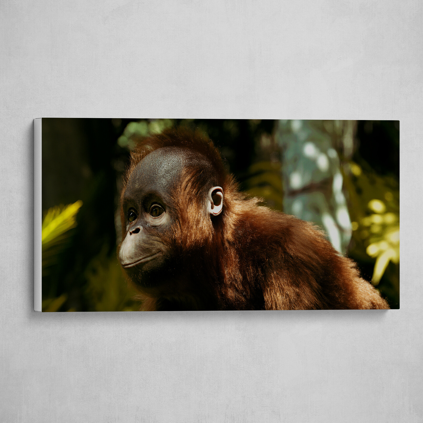 Boro- the Orangutan