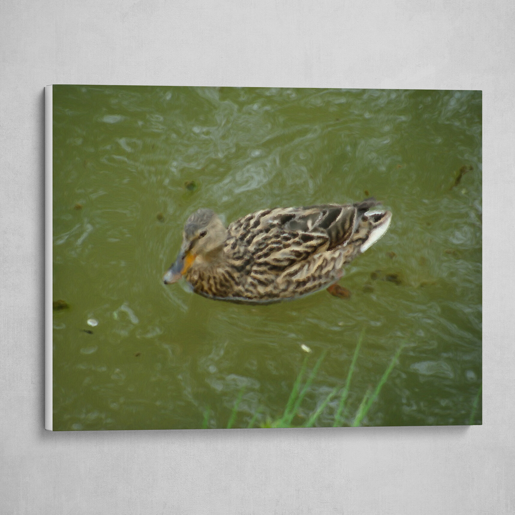 Duck in a Water