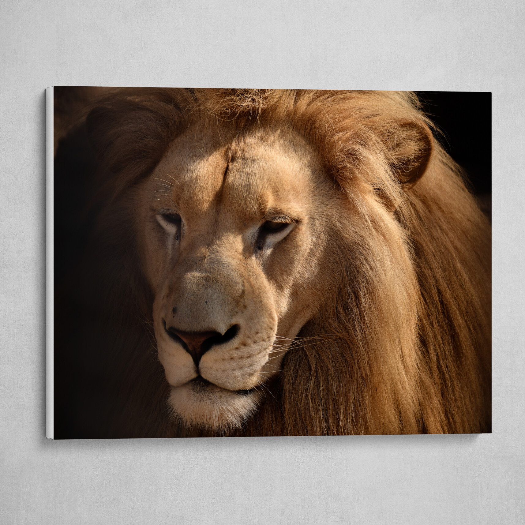 Head Of The Lion King Of Beasts Canvas Print By Stas Vyrvich Head Of The Lion King Of Beasts Canvas Print By Stas Vyrvich