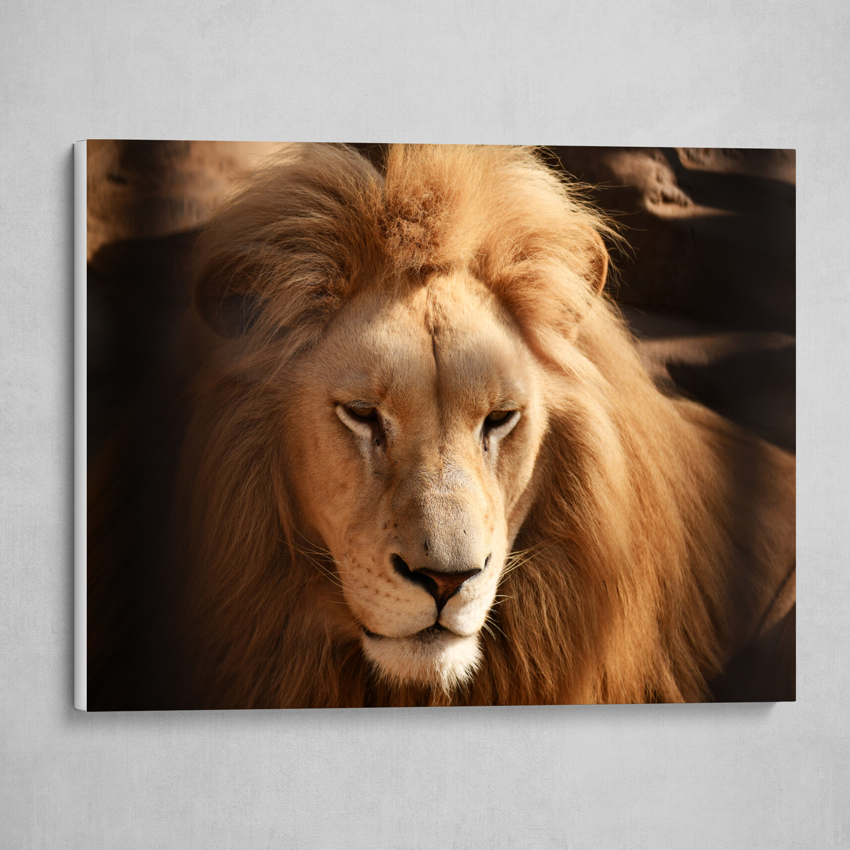 The Lion King Of Beasts Is Handsome And Strong Canvas Print By Stas Vyrvich The Lion King Of Beasts Is Handsome And Strong Canvas Print By Stas Vyrvich