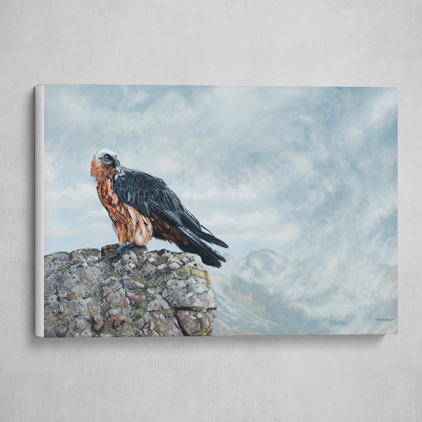 James Field's Bearded Vulture