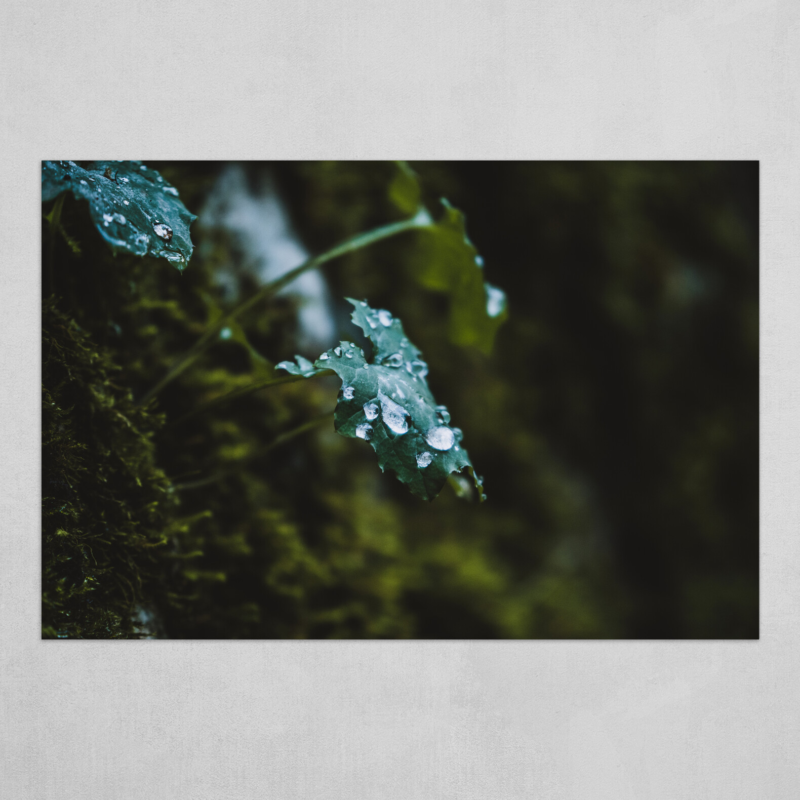 Rain Kissed Leaf - Bulgaria Photography Print