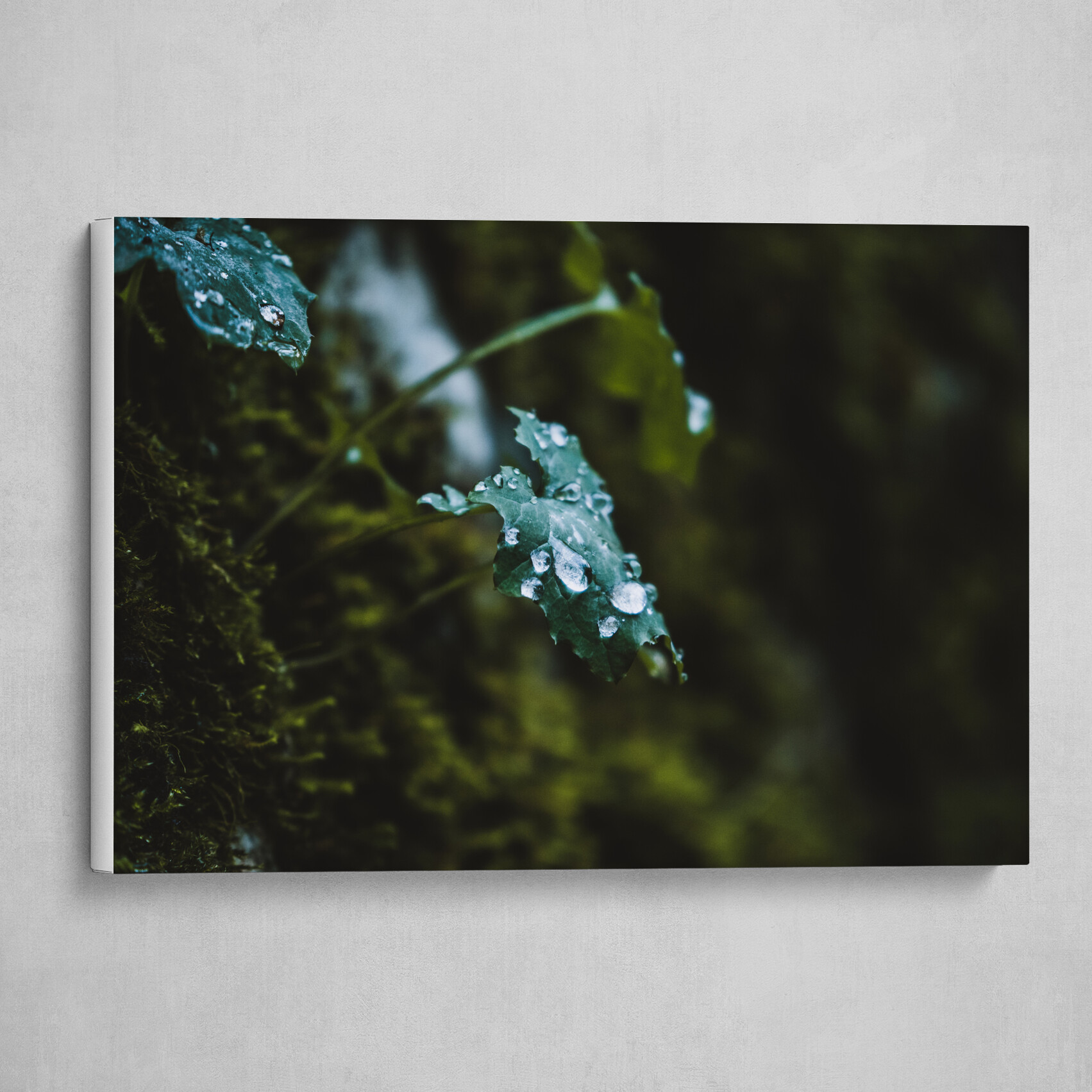 Rain Kissed Leaf - Bulgaria Photography Print