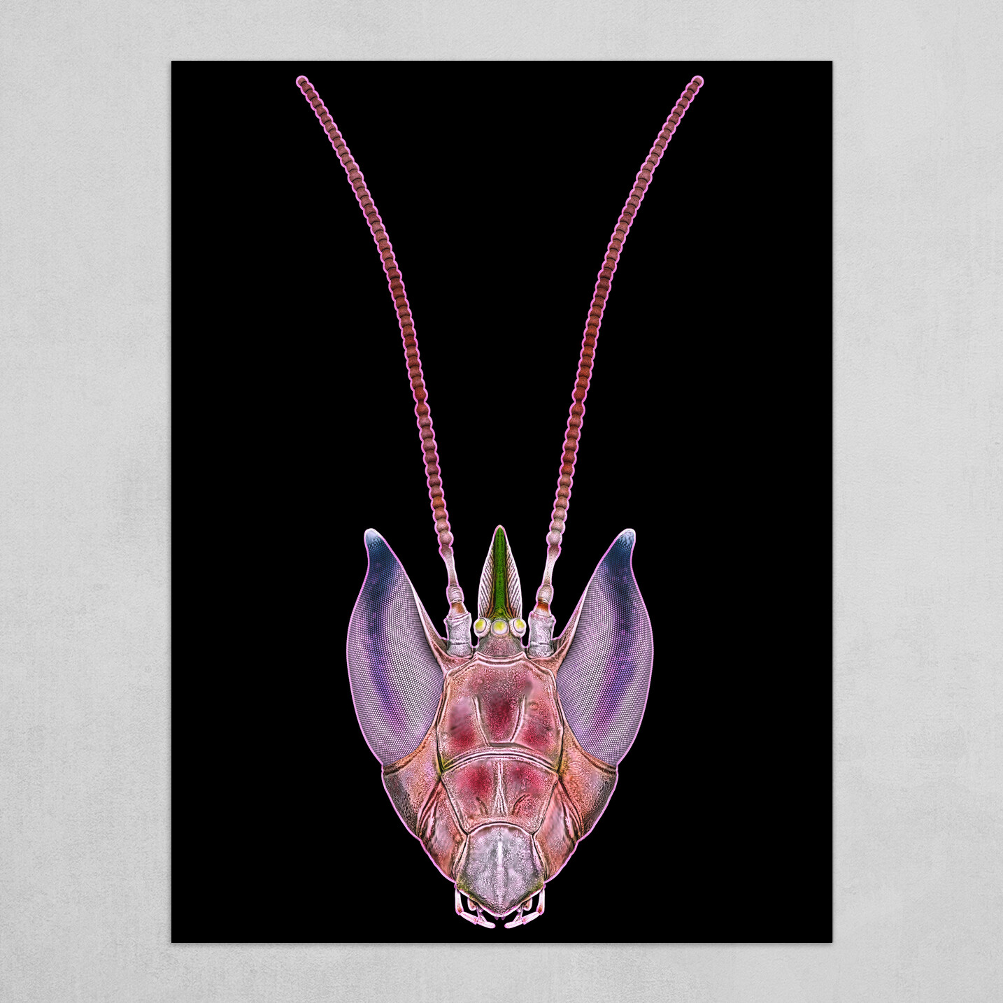 Orchid Mantis Portrait
