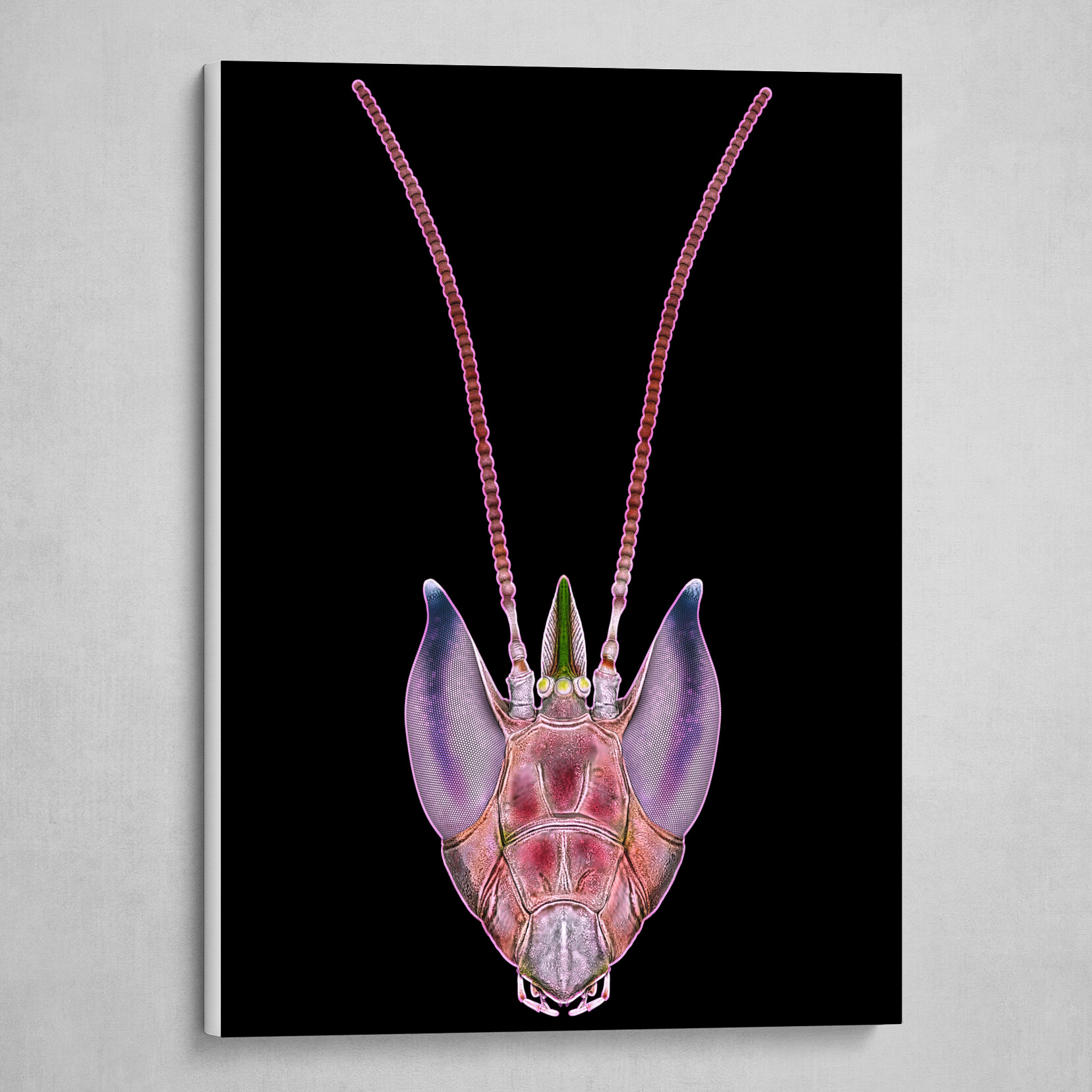 Orchid Mantis Portrait