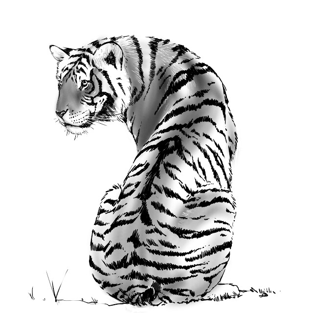 Tiger Pencil Drawing Poster by Smail Jr  Pixels