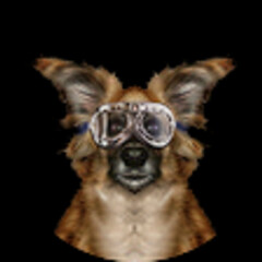Dave Clarke (Small Brown Dog)