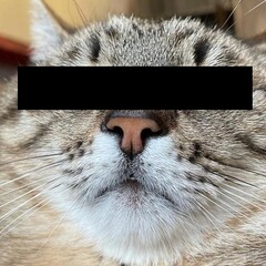 LIcher