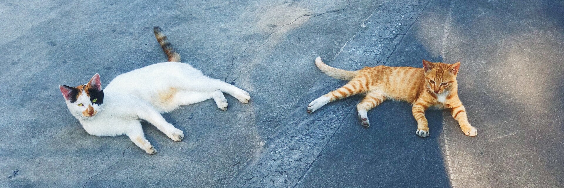 ArtStation Amelia Wang