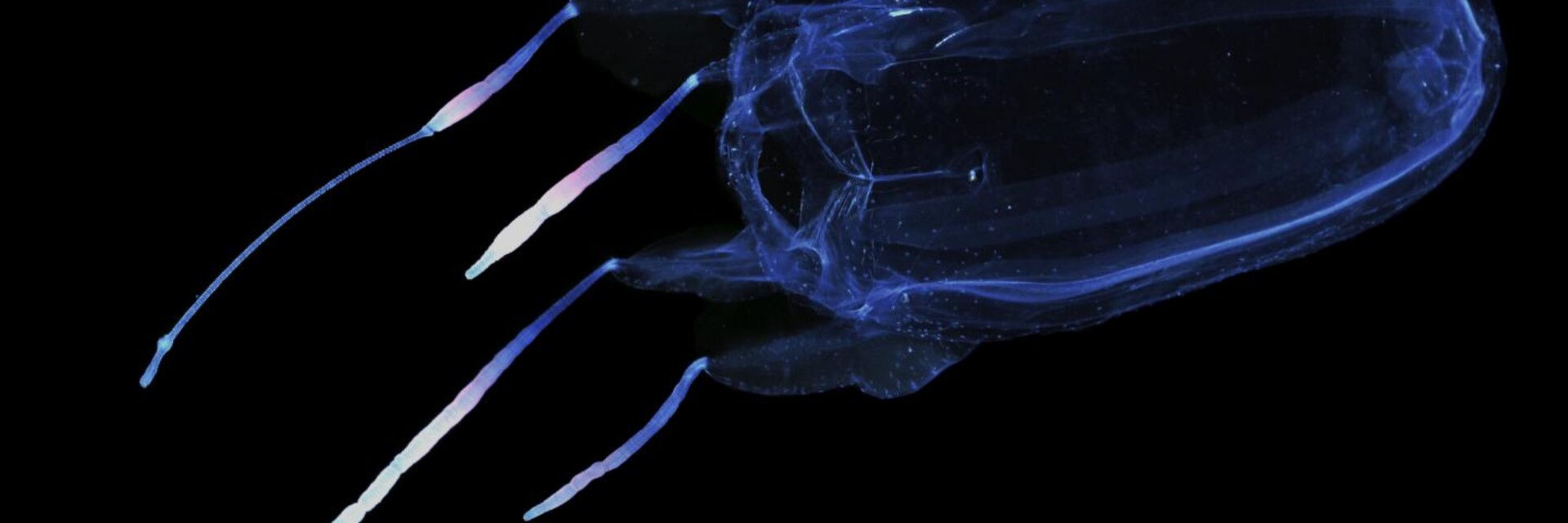 ArtStation banner for @jellyfish